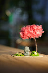 Small Tree in the East - Sakura - Journeyman