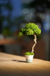 Small Tree in the East