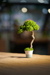 Small Tree in the East
