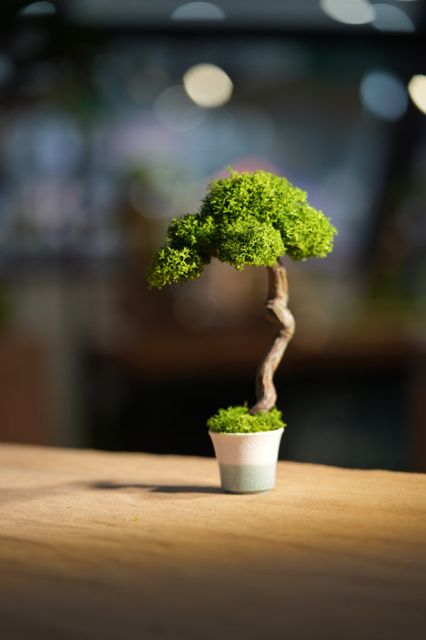 Small Tree in the East