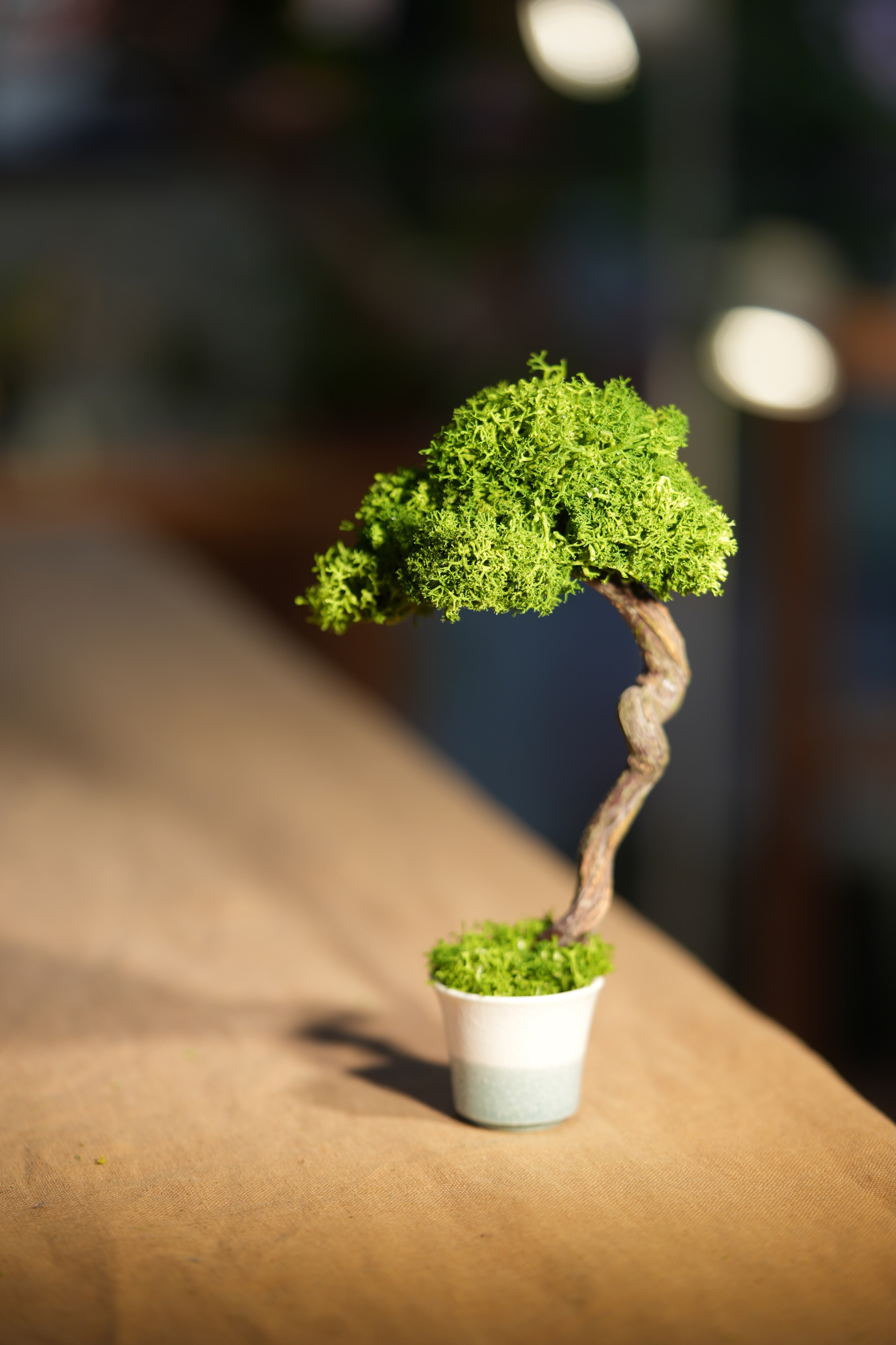 Small Tree in the East