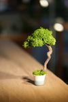 Small Tree in the East