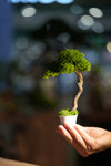 Small Tree in the East