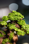 Iron Song of the Earth - Stride (Preserved Plant + Metal Craft)