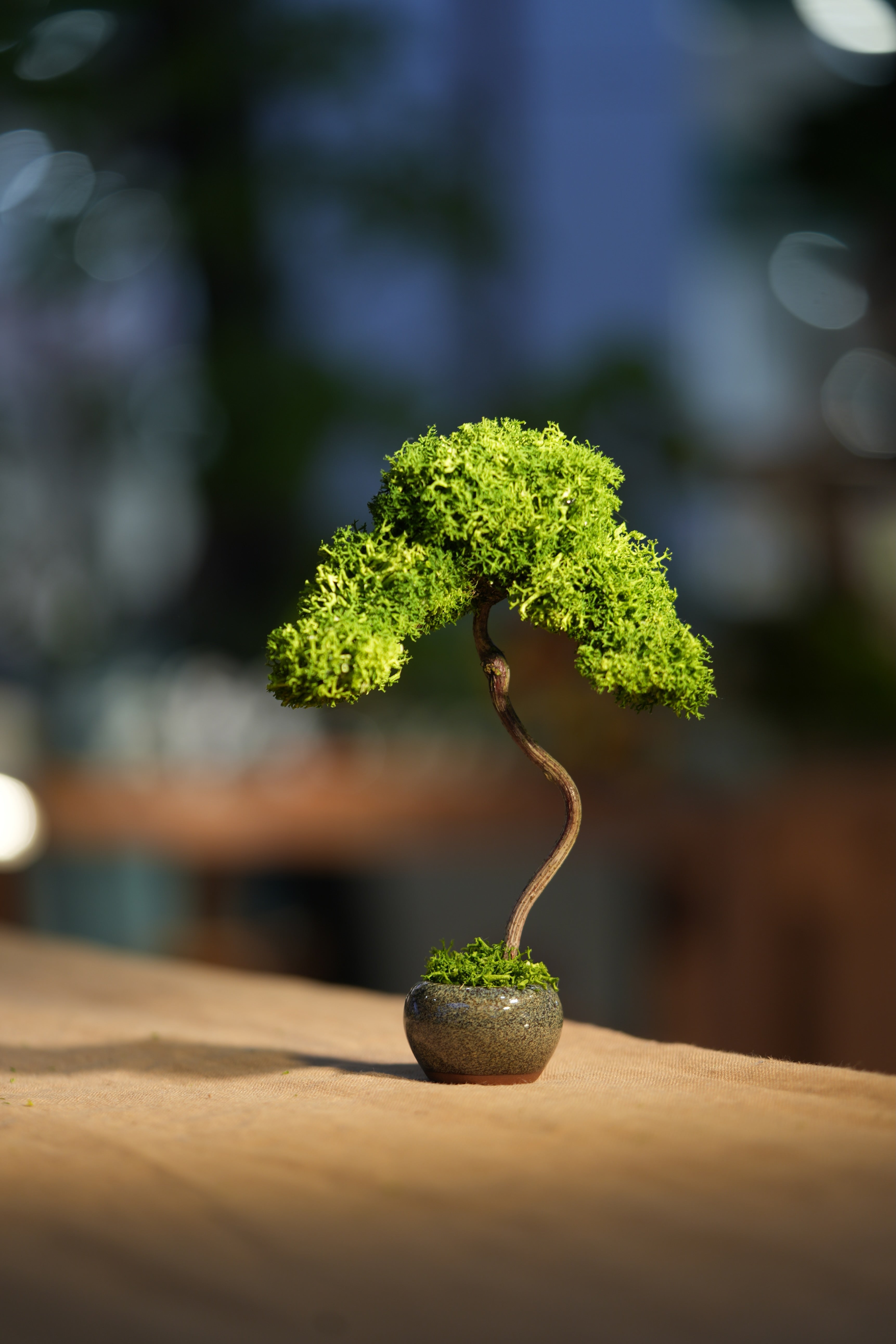 Small Tree in the East