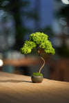 Small Tree in the East