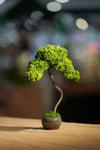 Small Tree in the East