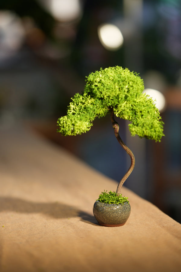 Small Tree in the East