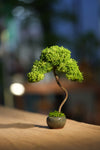 Small Tree in the East