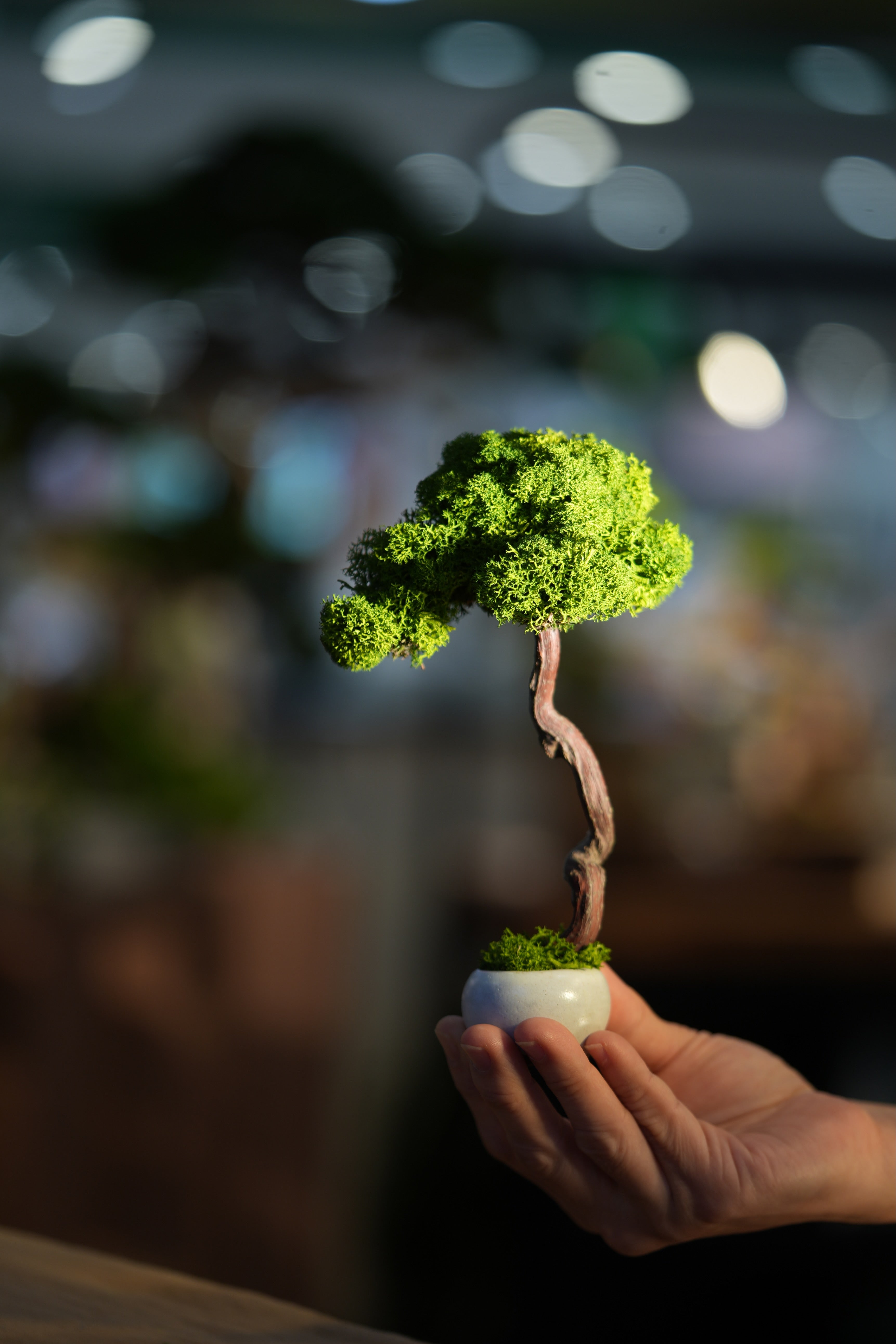 Small Tree in the East