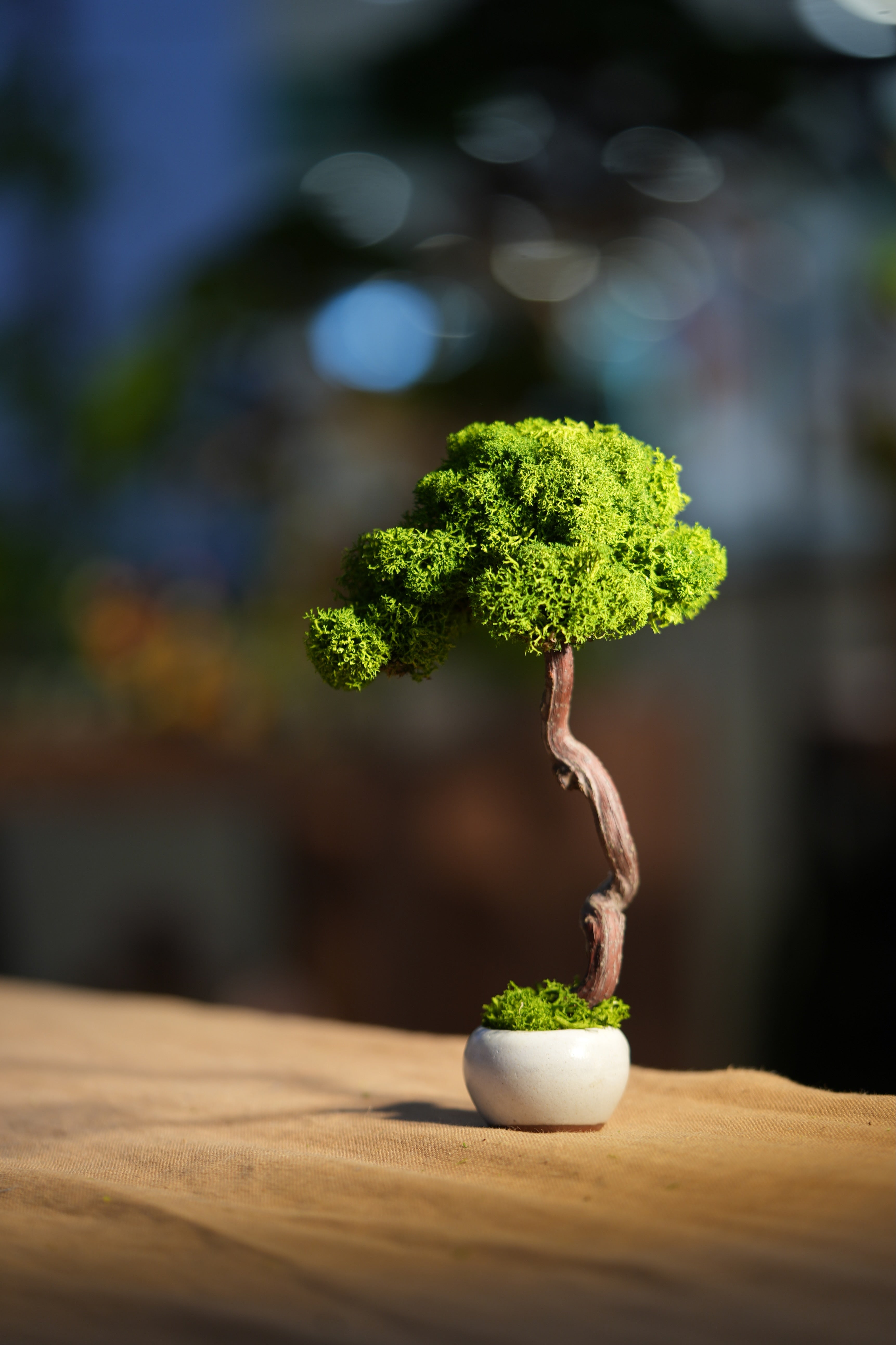 Small Tree in the East