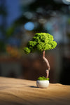 Small Tree in the East