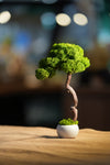 Small Tree in the East