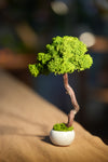 Small Tree in the East