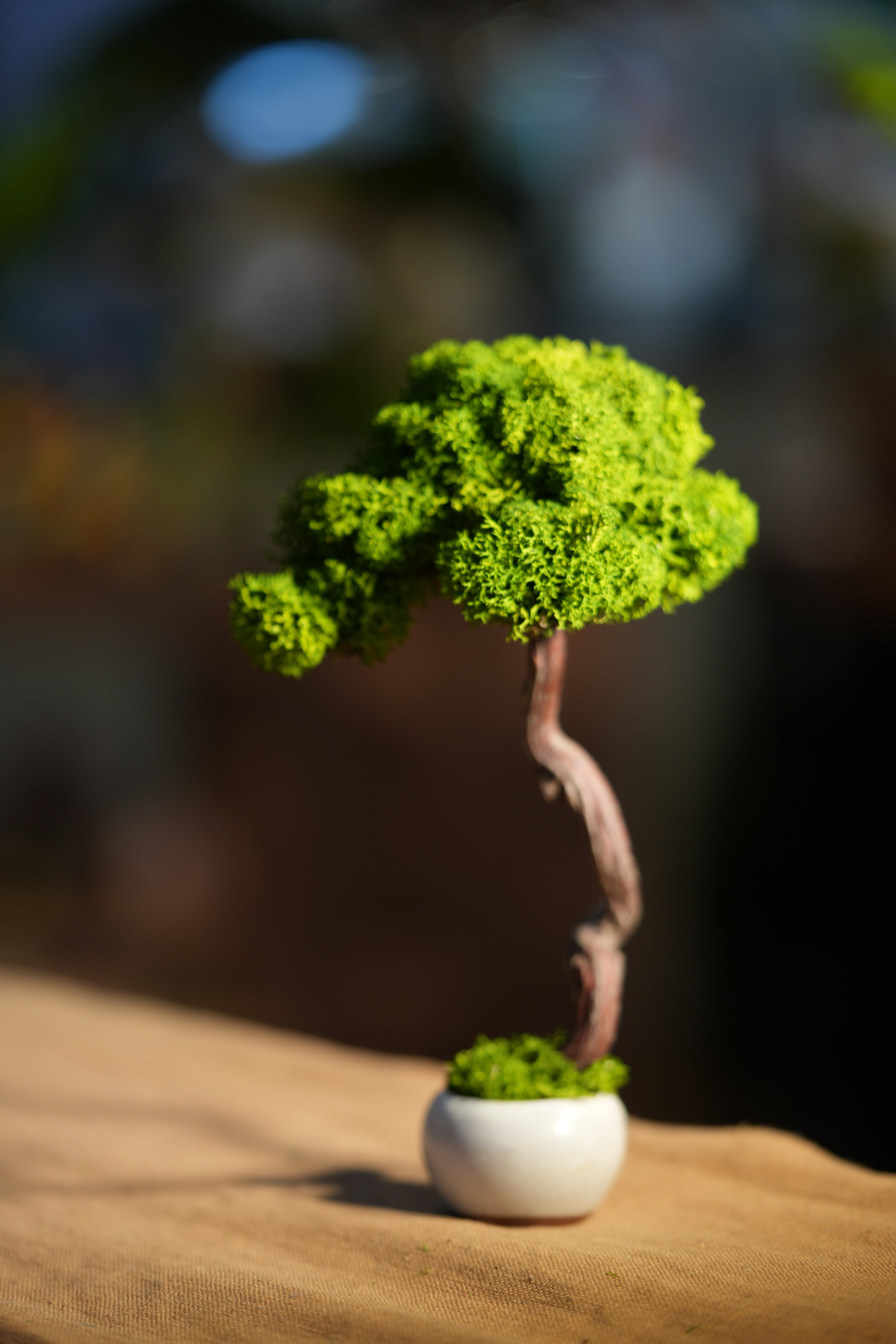 Small Tree in the East