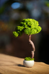 Small Tree in the East