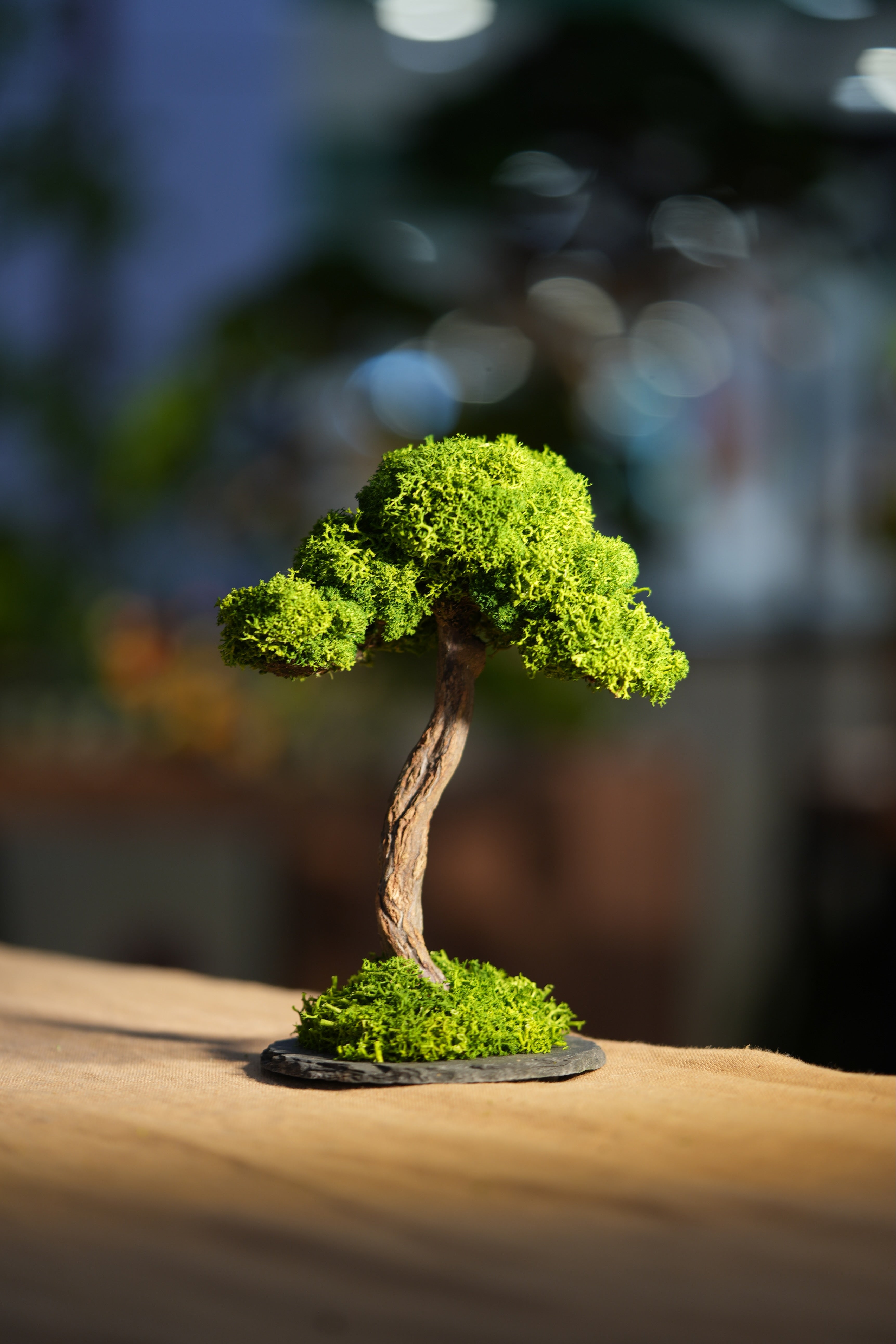 Small Tree in the East - Larger version