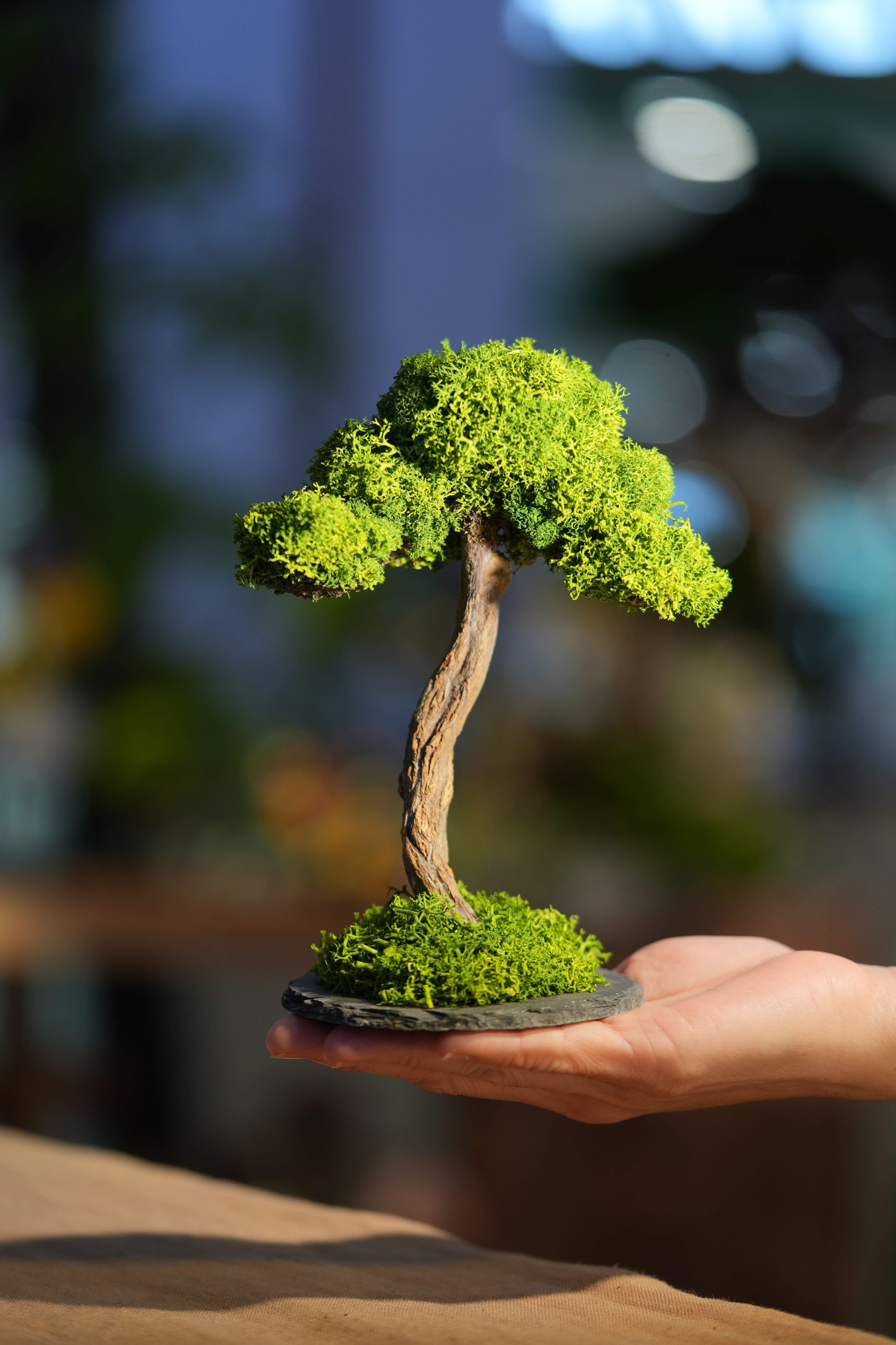 Small Tree in the East - Larger version