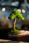 Small Tree in the East - Larger version