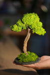 Small Tree in the East - Larger version