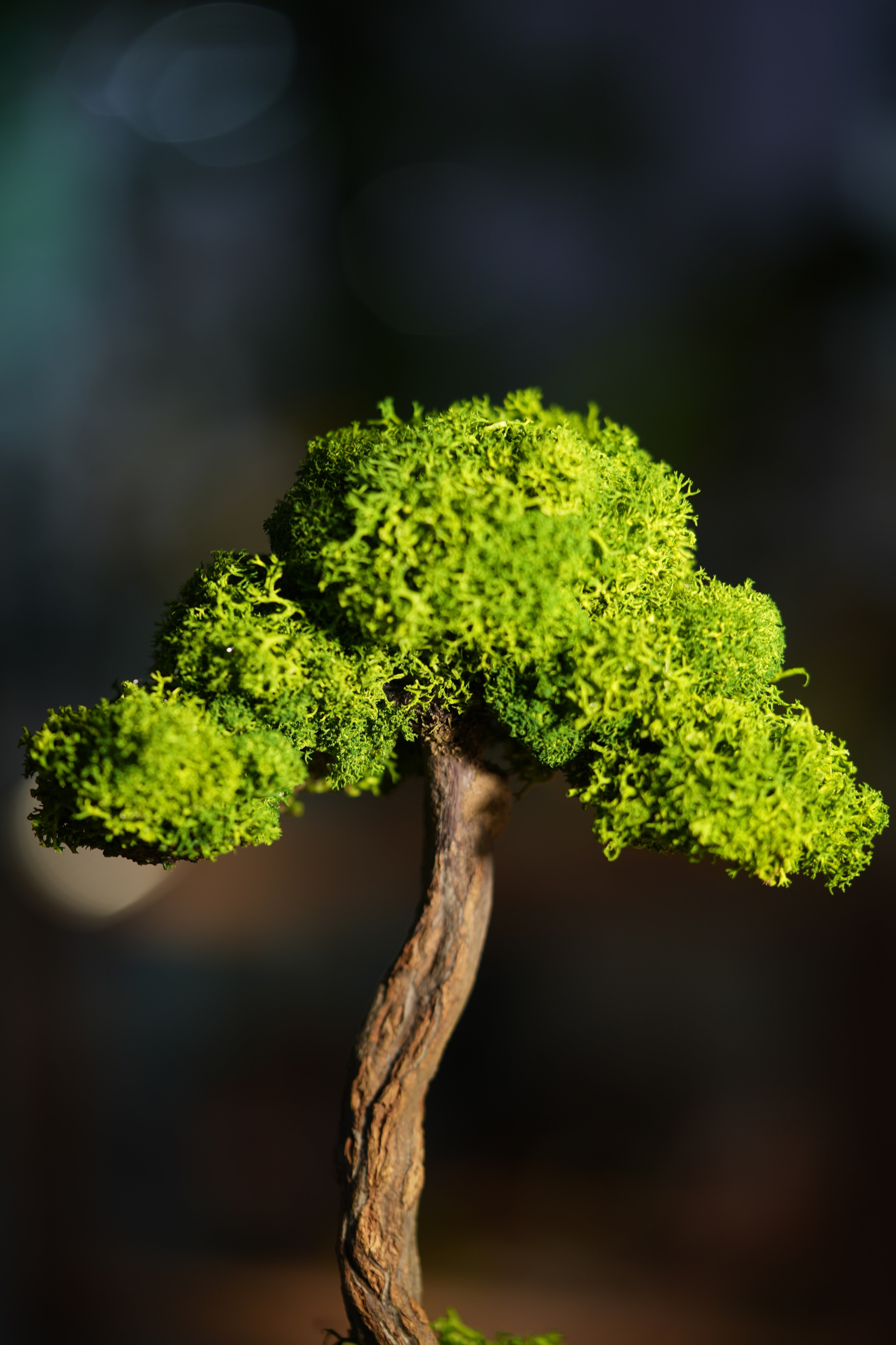 Small Tree in the East - Larger version