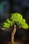 Small Tree in the East - Larger version