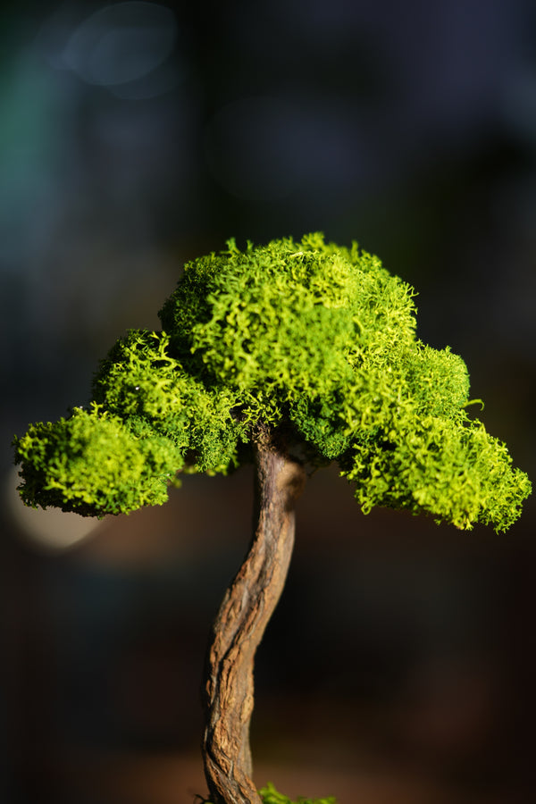 Small Tree in the East - Larger version