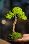 Small Tree in the East - Larger version