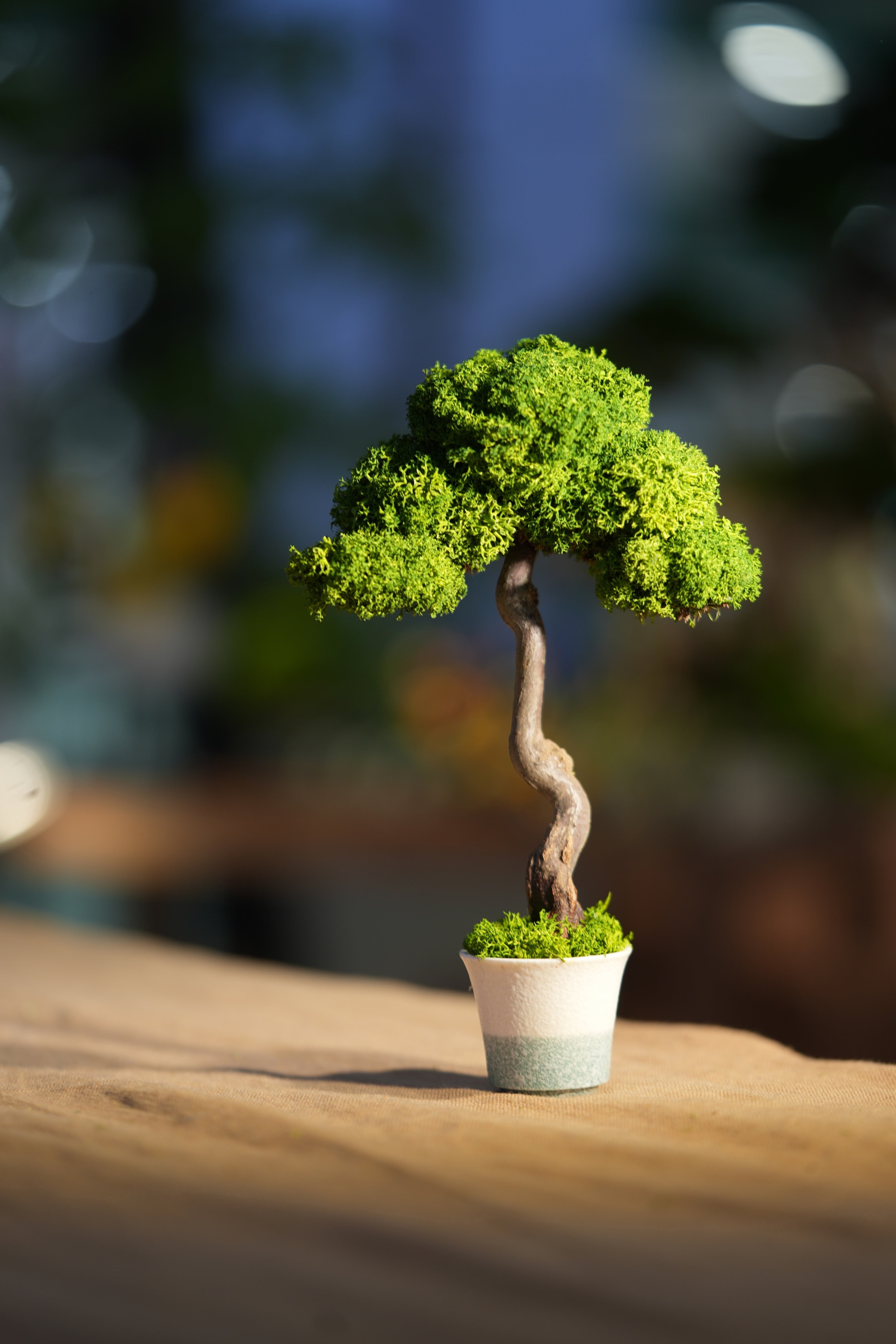 Small Tree in the East