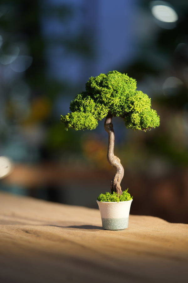 Small Tree in the East