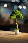 Small Tree in the East