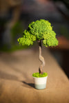 Small Tree in the East