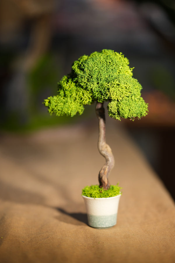 Small Tree in the East