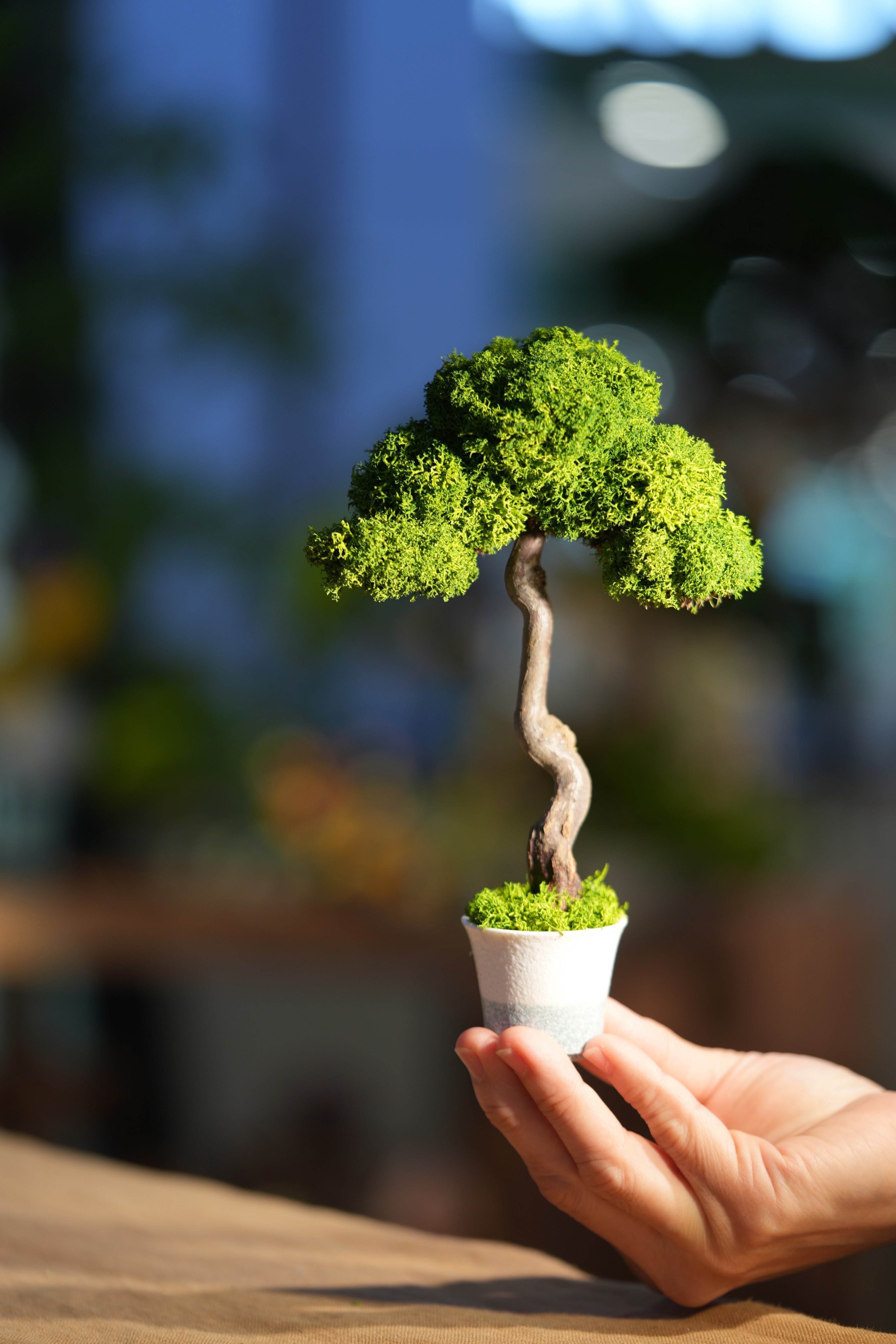 Small Tree in the East