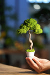 Small Tree in the East