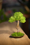 Small Tree in the East - Larger version