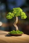 Small Tree in the East - Larger version