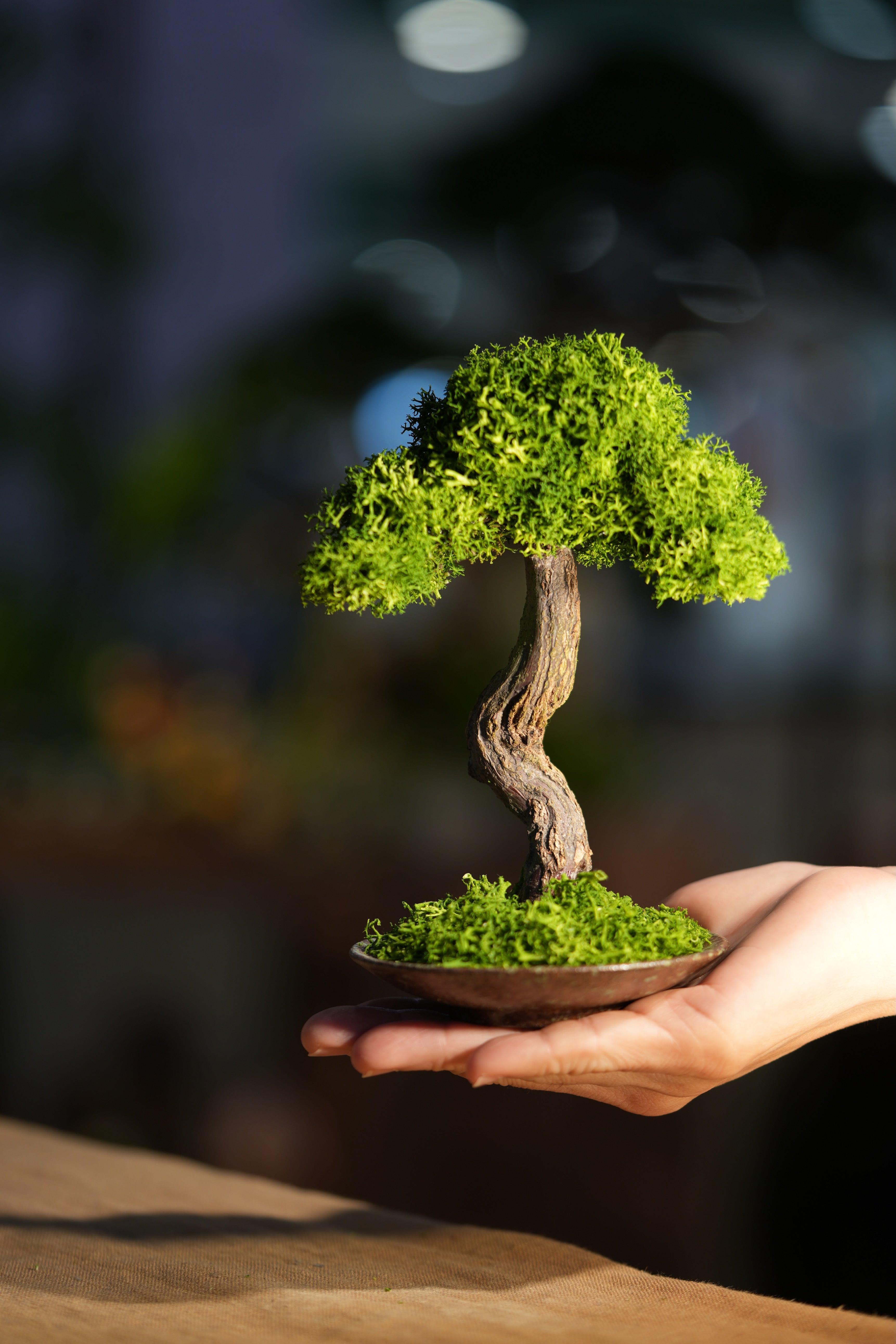 Small Tree in the East - Larger version