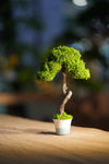 Small Tree in the East