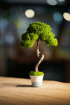 Small Tree in the East