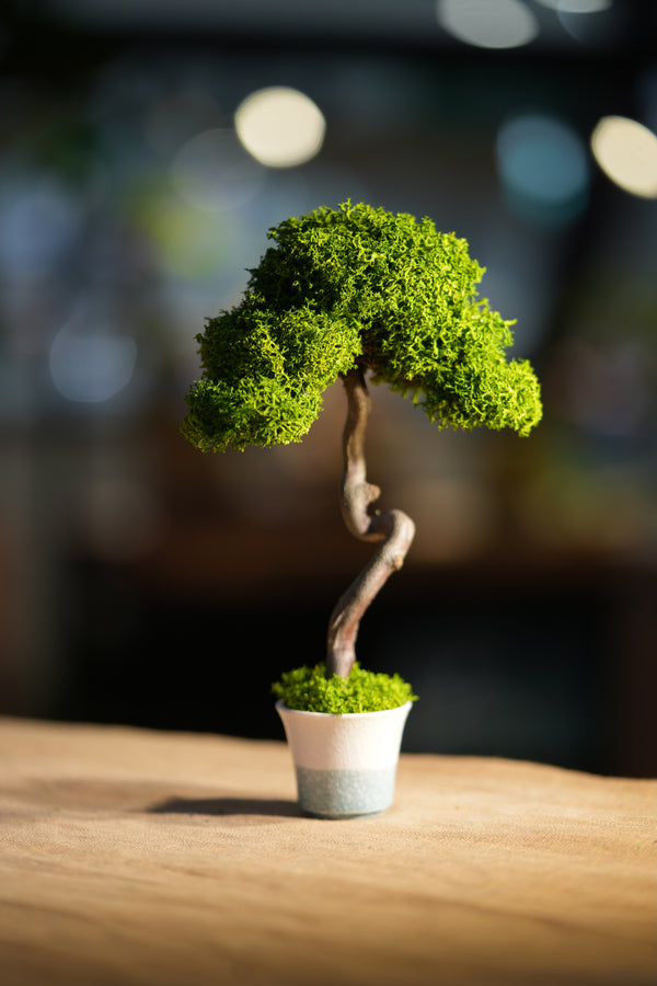 Small Tree in the East