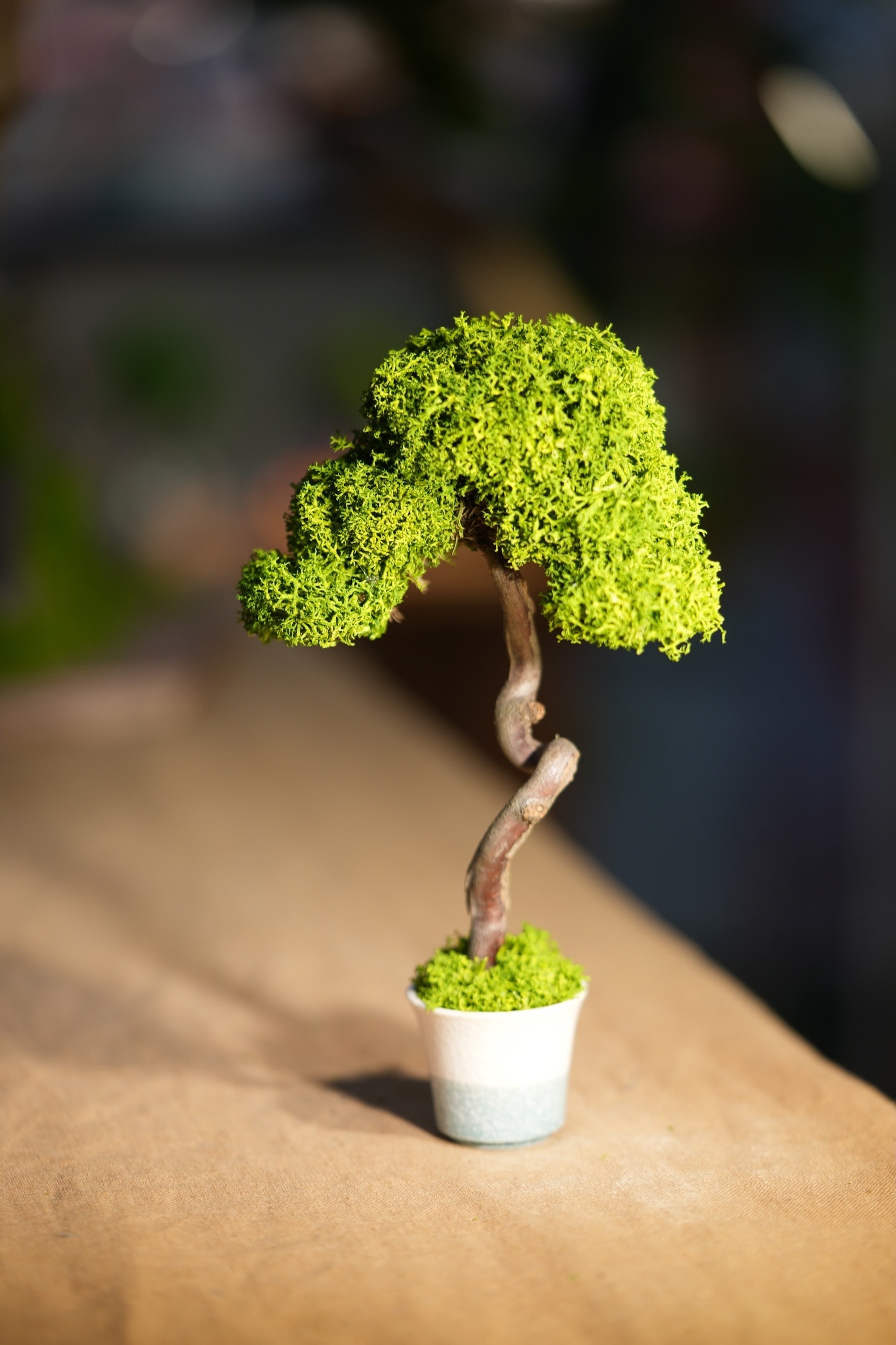 Small Tree in the East