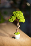 Small Tree in the East