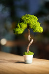 Small Tree in the East