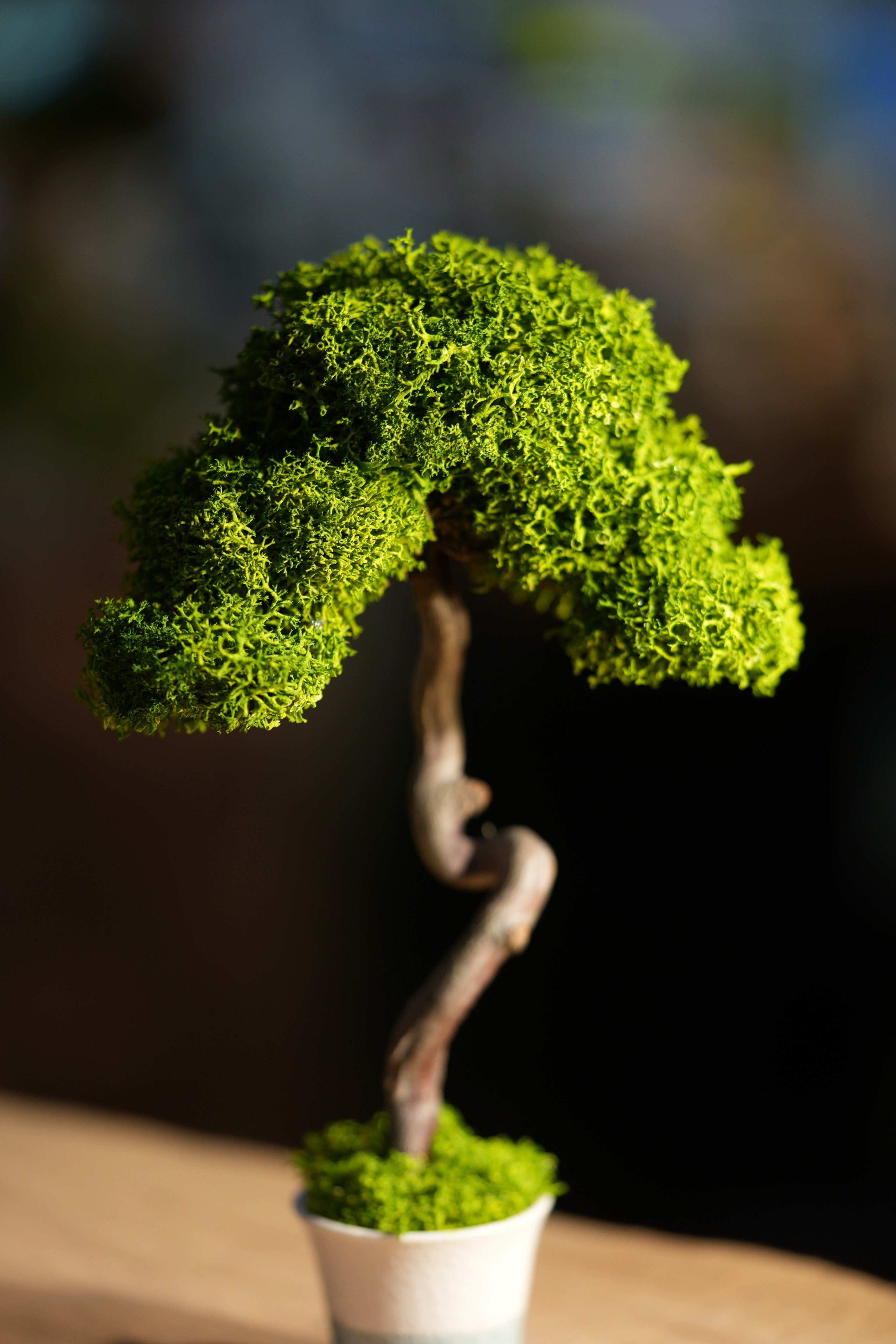 Small Tree in the East