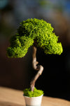 Small Tree in the East