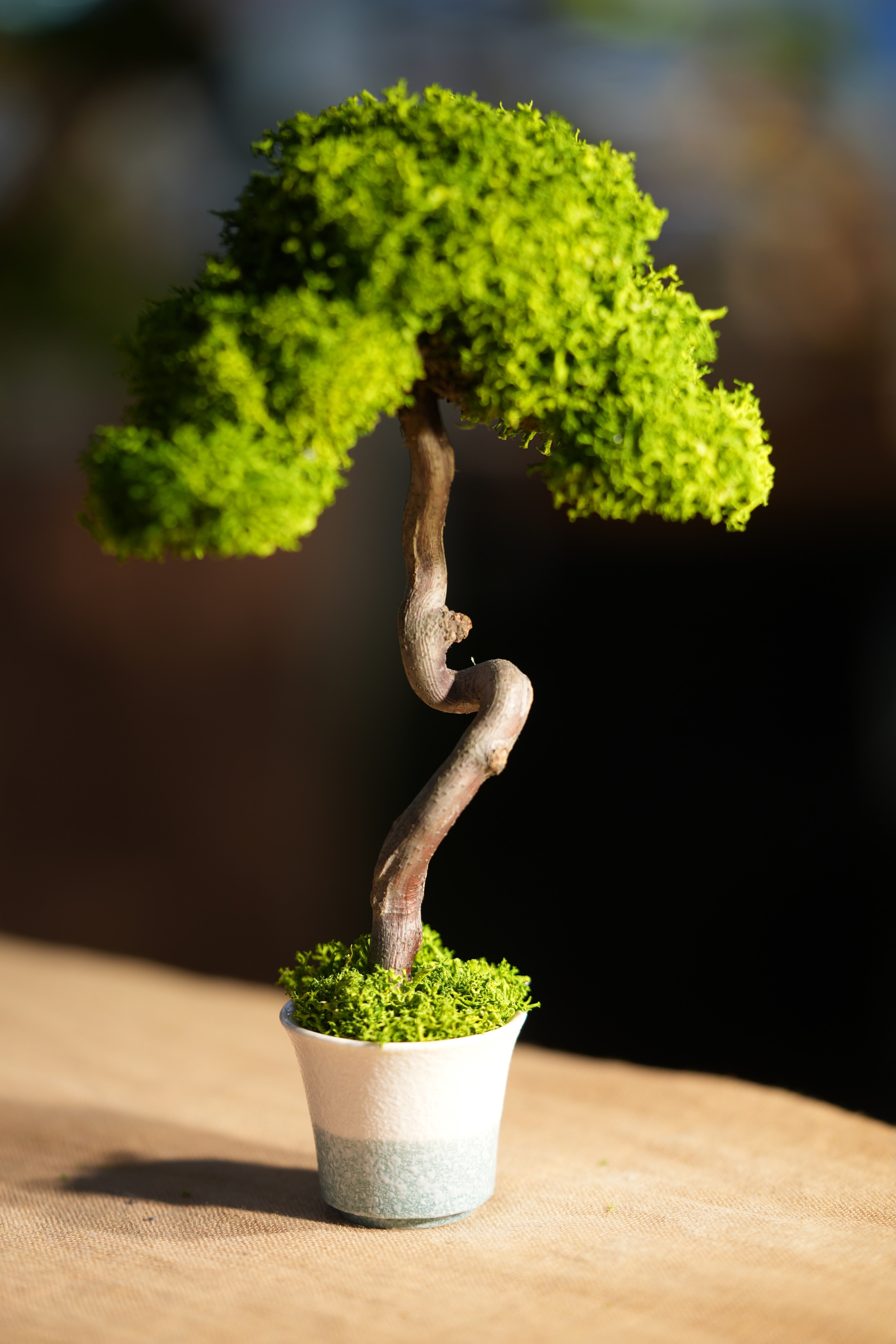 Small Tree in the East