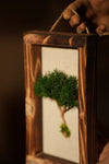 A Small Tree in the East - Wall Hanging edition (Preserved Plants)