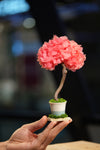 Small Tree in the East - Sakura