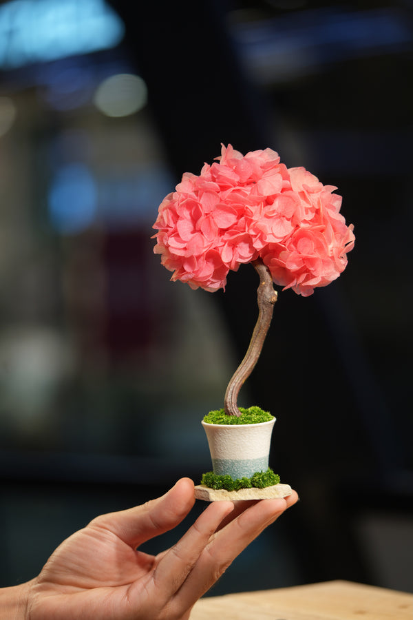 Small Tree in the East - Sakura